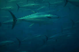 Robson Green's Ultimate Catch: Azores