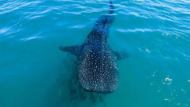 11:55 AM: Shark Bites (S1) | CBBC | 1/14 2026