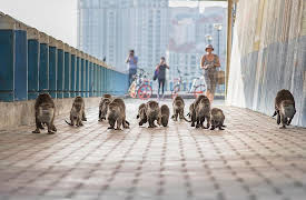 Wild Metropolis: Season 1: Residents