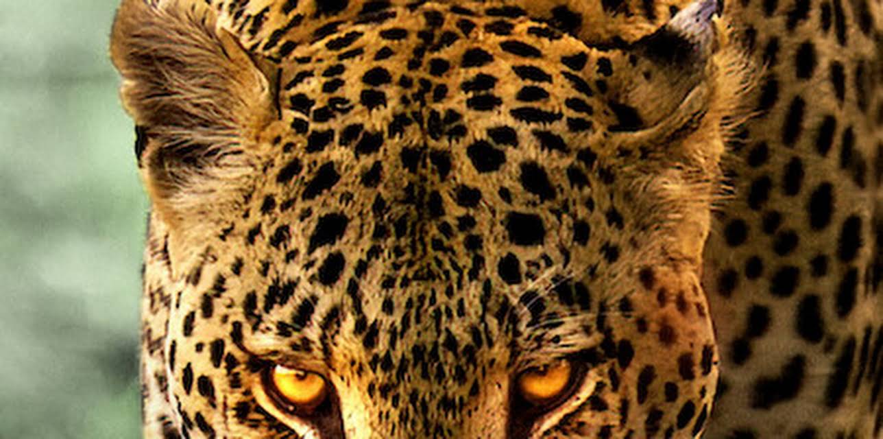 Living with Leopards (2024)