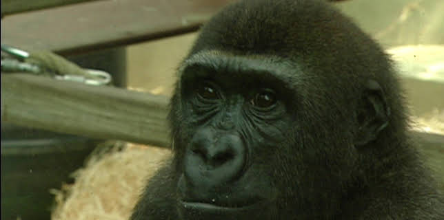 15:10: Eisbär, Affe & Co. (29) | HR Fernsehen | 3/12 2026