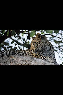 14:10: Savage Kingdom: La reina del norte | Nat Geo Wild | 10/12 2026