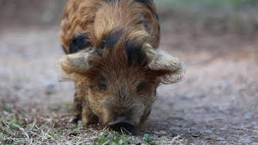 6:00 PM: Homestead Rescue (S5) | Discovery Channel | 4/9 2026