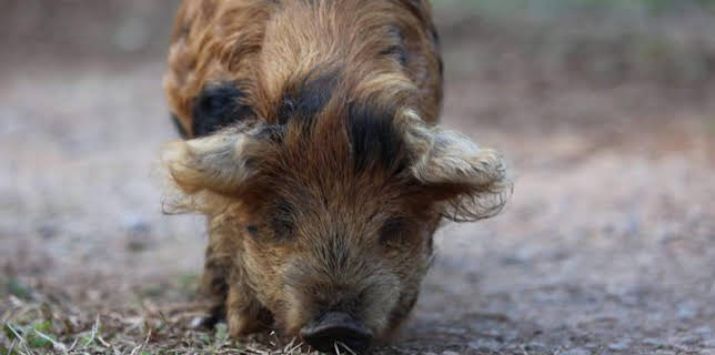 3:00 PM: Homestead Rescue (S5) | Discovery Channel | 3/15 2026