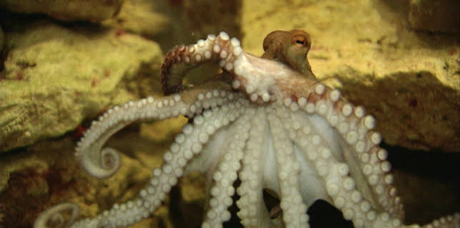 03:25: Elefant, Tiger & Co. (545) | MDR Fernsehen | 3/10 2026