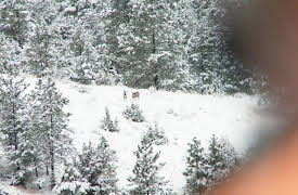 MeatEater: Brotherhood, Badlands and Pack Llamas: Montana Mule Deer