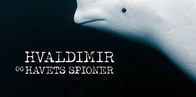 00:23: Hvaldimir og havets spioner: En hvithval på avveie | NRK 2 | 2/26 2026