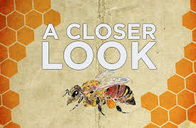 A Closer Look: A Closer Look at Honey Wine