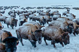 Hard Truths of Conservation With Dan Cabela, Season 1: When Bison Ruled