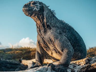 13:20: Galapagos (1/2) | 3SAT | 10/1 2026