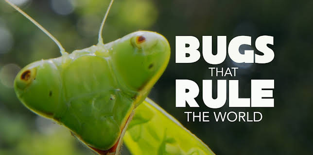 Bugs That Rule the World, Season 1