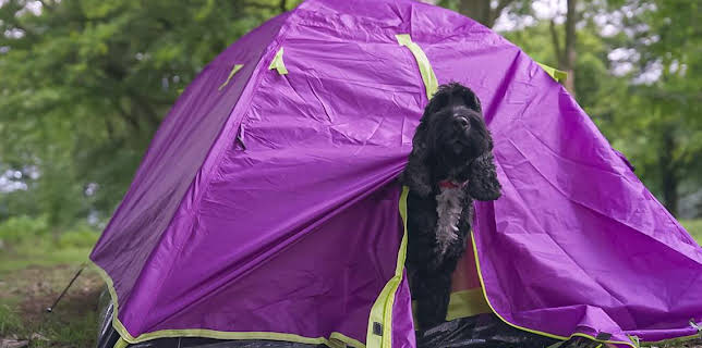 12:25 PM: Dog Squad (S2) | Cbeebies | 2/19 2026