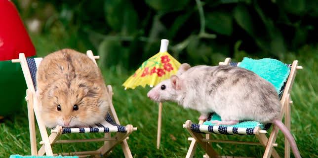 17:20: Rosin og Bolle: Blunken har fridag | NRK Super | 12/3 2025