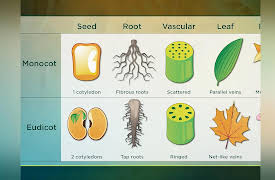The Botanist's Eye: Identifying the Plants around You: Now You See Plants