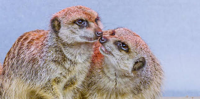 10:15 AM: One Zoo Three (S5) | CBBC | 11/17 2025