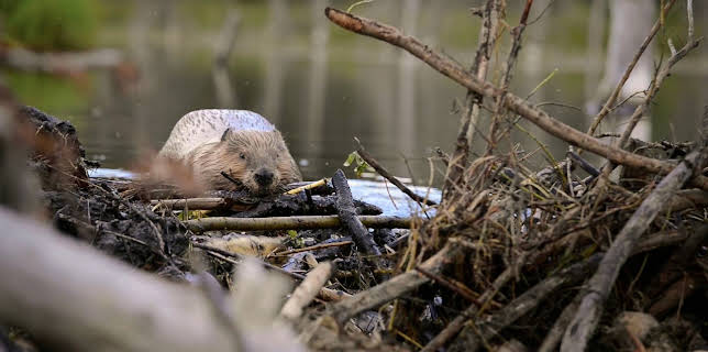 13:15: Englands Biber - Der Chaos-Effekt | MDR Fernsehen | 3/7 2026