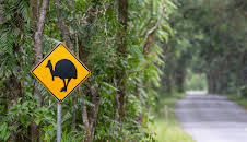 Traumorte - Queensland