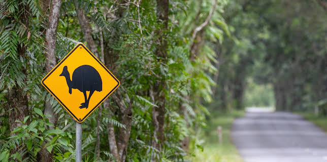 13:50: Traumorte - Queensland | 3SAT | 11/7 2025