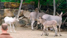 Seelöwe & Co. - tierisch beliebt