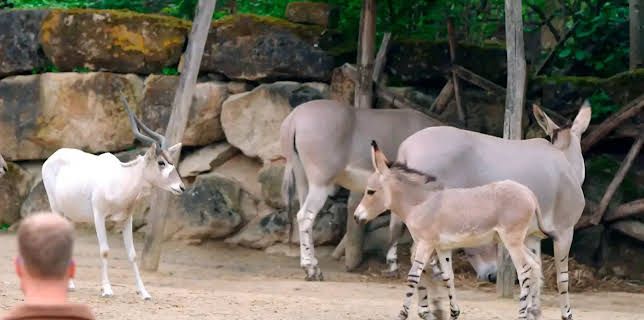 01:35: Seelöwe & Co. - tierisch beliebt | NDR Fernsehen | 12/11 2025