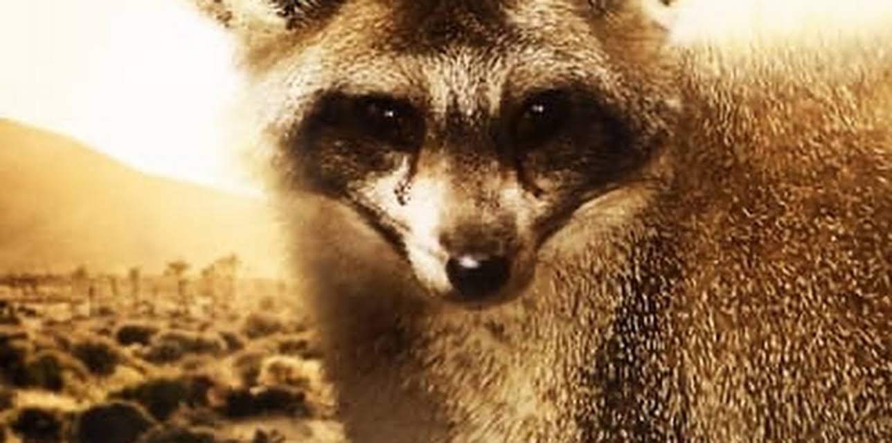 Namibia's Bat-Eared Foxes (2006)