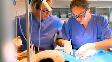 05:45: Die Tierärzte – Retter mit Herz | Das Erste | 11/16 2025