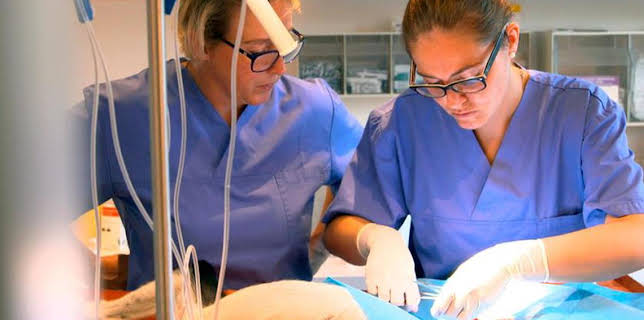 04:45: Die Tierärzte – Retter mit Herz | Das Erste | 11/16 2025