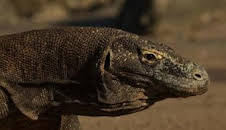 Dragón de Komodo: el rey de los reptiles