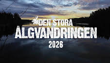 Den stora älgvandringen 2026 - höjdpunkter