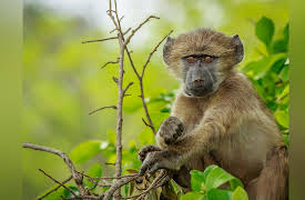 Animals With Cameras, Season 1: Episode 2