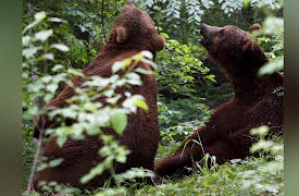 Project Grizzly Season 1: Letting Go