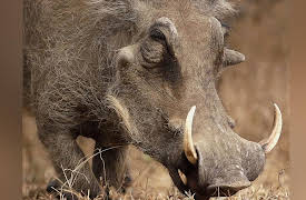 Africa's Wild Wonders: Warthog