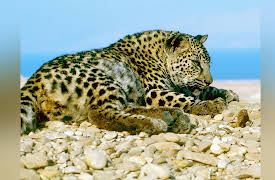 Wild Israel: Life Around the Dead Sea