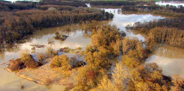 04:20: Fluss ohne Grenzen - Auenwildnis an der March | 3SAT | 3/17 2026
