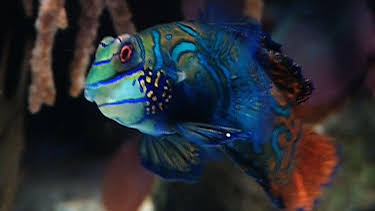 17:05: Panda, Gorilla & Co. (119) | RBB Fernsehen | 4/27 2026