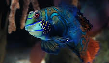 Panda, Gorilla & Co. (119)