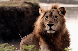 Katavi: Africa's Fallen Paradise, Season 1: Sanctuary