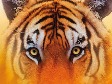 20:15: Life of Pi: Schiffbruch mit Tiger | Sixx | 5/31 2026