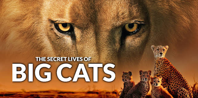 The Secret Lives Of Big Cats