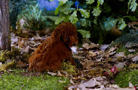 Mittens and Pants: New Toy