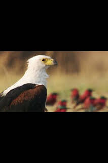 19:45: Los depredadores más letales de África: Supervivientes de la sabana | Nat Geo Wild | 10/13 2026
