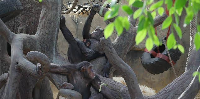 17:30: Dyrepasserne | TV 2 | 11/20 2025