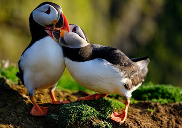 11:35: Großbritannien - Im Rhythmus der Natur | ZDFinfo | 3/27 2026