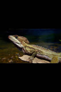 07:00: Astutos y letales: Armas secretas | Nat Geo Wild | 3/25 2026