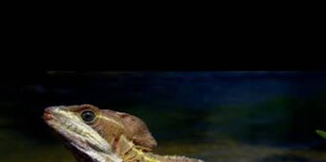 15:25: Astutos y letales: Armas secretas | Nat Geo Wild | 2/11 2026