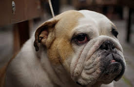 The Wonder of Dogs: Dogs Best Friend