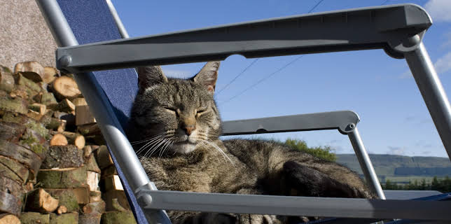 23:30: Cats of Claw Hill (S1 E4) (S1) | Animal Planet | 12/15 2025