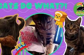 Animals Doing Things: Animals Doing Things | Cats Do What?!