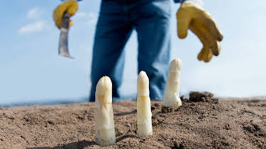 01:30: Spargel ohne Folie - Anders Ackern in Kalkwitz | RBB Fernsehen | 4/13 2026