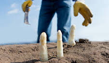 Spargel ohne Folie - Anders Ackern in Kalkwitz